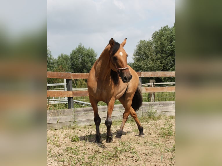 Mustang (americano) Castrone 10 Anni Falbo in Lampertheim