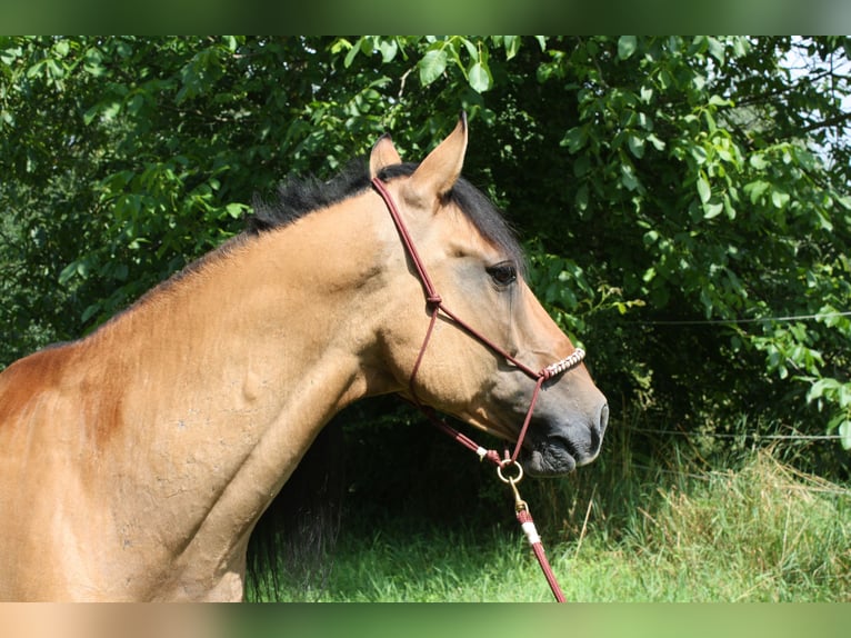 Mustang (americano) Castrone 10 Anni Falbo in Lampertheim