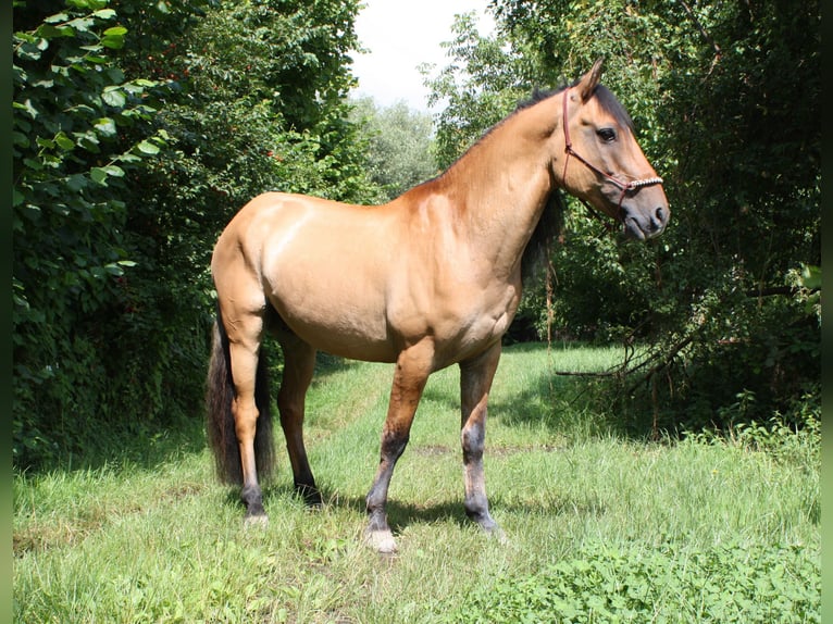 Mustang (americano) Castrone 10 Anni Falbo in Lampertheim