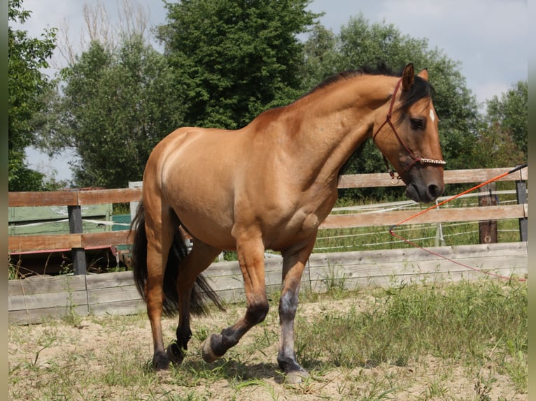 Mustang (americano) Castrone 10 Anni Falbo in Lampertheim