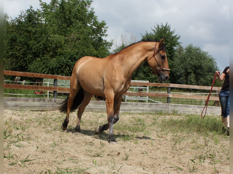 Mustang (americano) Castrone 10 Anni Falbo in Lampertheim