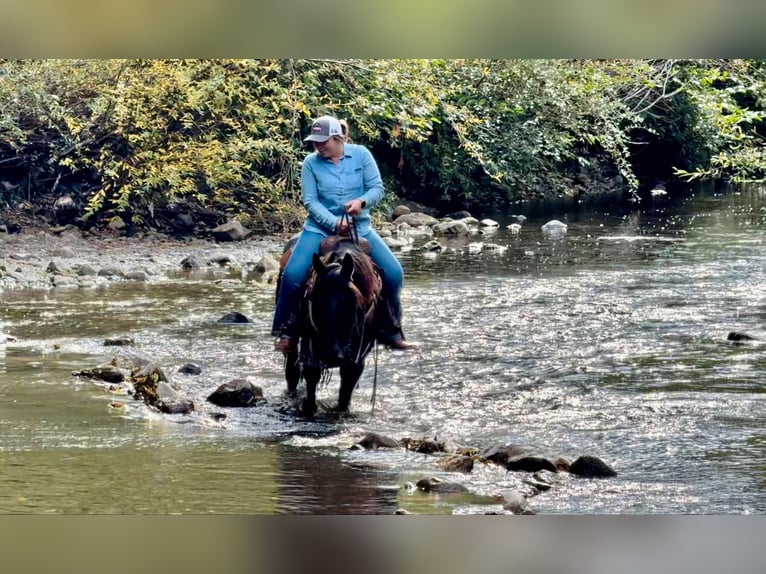 Mustang (americano) Castrone 11 Anni 147 cm Morello in Bitterwater CA