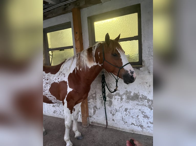 Mustang (americano) Castrone 12 Anni 151 cm Pezzato in Ratingen