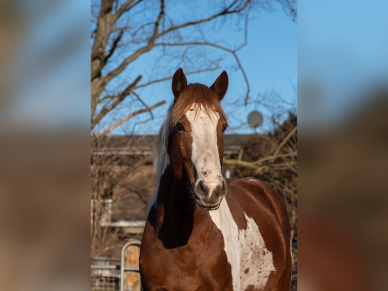 Mustang (americano) Castrone 12 Anni 151 cm Pezzato in Ratingen