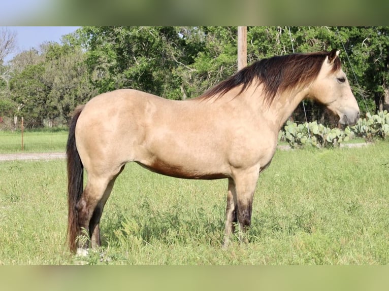 Mustang (americano) Castrone 14 Anni 150 cm Pelle di daino in Morgan Mill TX