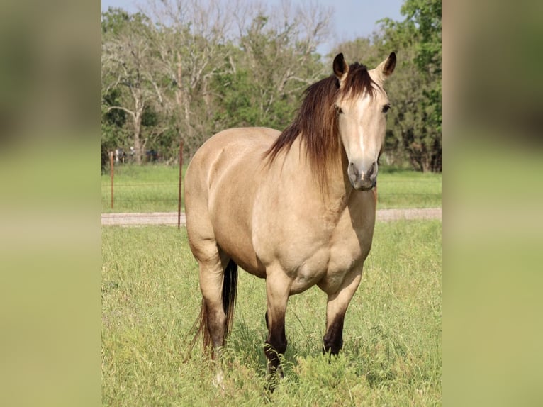 Mustang (americano) Castrone 14 Anni 150 cm Pelle di daino in Morgan Mill TX