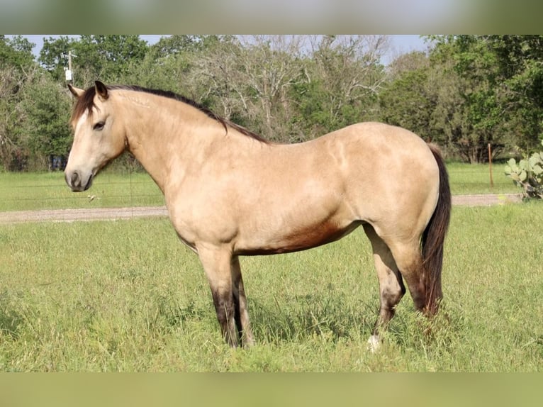 Mustang (americano) Castrone 14 Anni 150 cm Pelle di daino in Morgan Mill TX