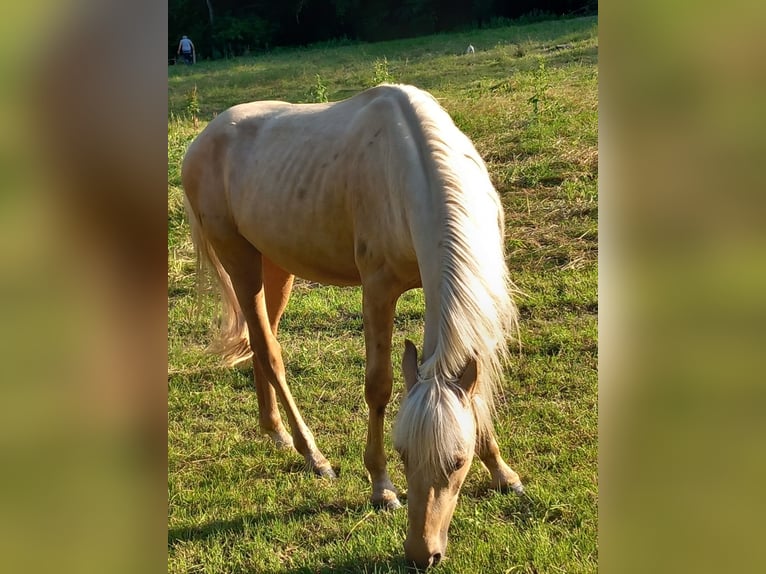 Mustang (americano) Castrone 2 Anni 150 cm in Schwäbisch Hall