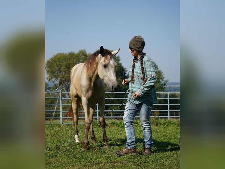 Mustang (americano) Castrone 3 Anni 148 cm Pelle di daino in Taunusstein