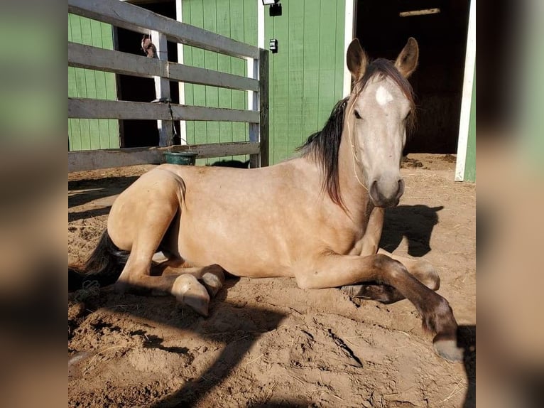 Mustang (americano) Castrone 3 Anni 148 cm Pelle di daino in Taunusstein