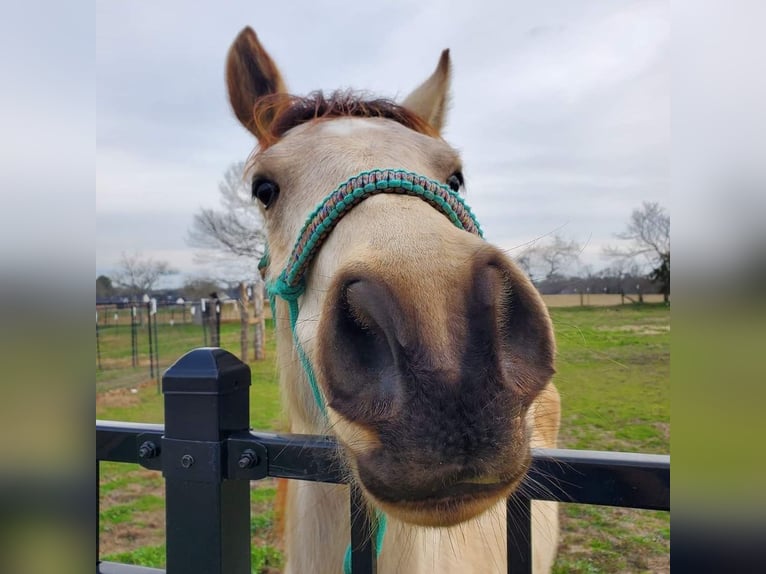 Mustang (americano) Castrone 3 Anni 148 cm Pelle di daino in Taunusstein