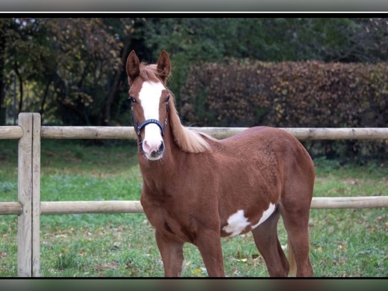 Mustang (americano) Castrone 3 Anni 150 cm Pezzato in Fleischwangen