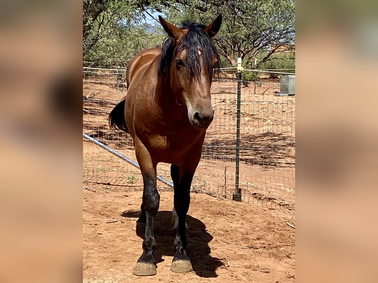 Mustang (americano) Castrone 5 Anni 152 cm Baio in Sierra Vista, Arizona