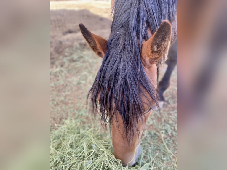 Mustang (americano) Castrone 5 Anni 152 cm Baio in Sierra Vista, Arizona