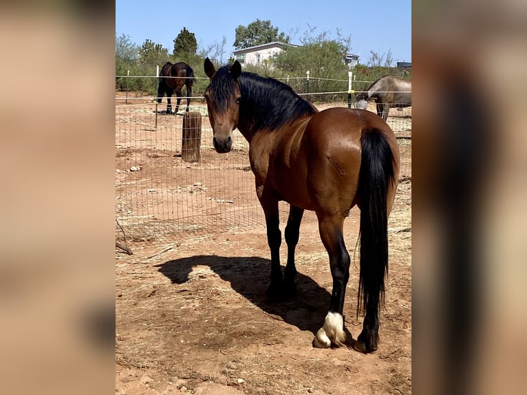 Mustang (americano) Castrone 5 Anni 152 cm Baio in Sierra Vista, Arizona