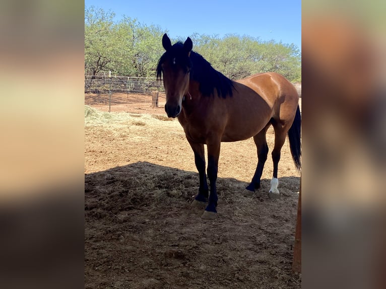 Mustang (americano) Castrone 5 Anni 152 cm Baio in Sierra Vista, Arizona