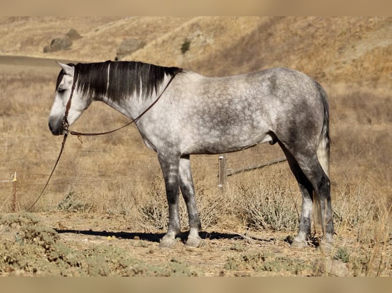 Mustang (americano) Castrone 5 Anni 163 cm Grigio pezzato in King City CA