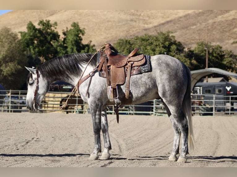 Mustang (americano) Castrone 5 Anni 163 cm Grigio pezzato in King City CA