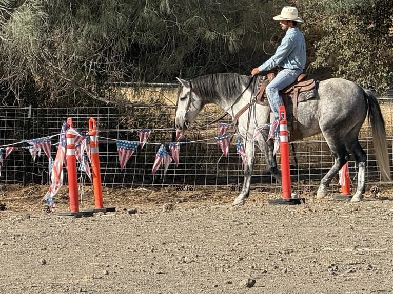 Mustang (americano) Castrone 5 Anni 163 cm Grigio pezzato in King City CA