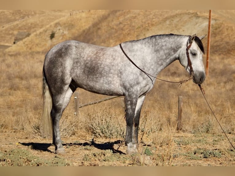 Mustang (americano) Castrone 5 Anni 163 cm Grigio pezzato in King City CA