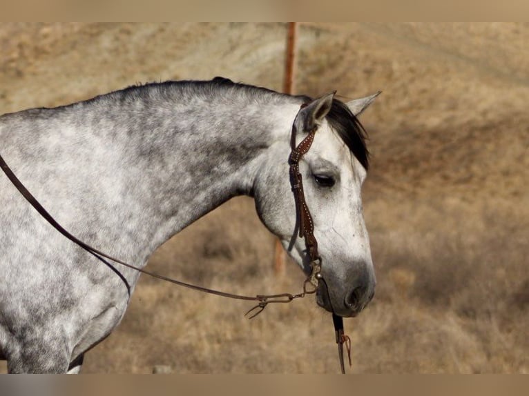 Mustang (americano) Castrone 5 Anni 163 cm Grigio pezzato in King City CA