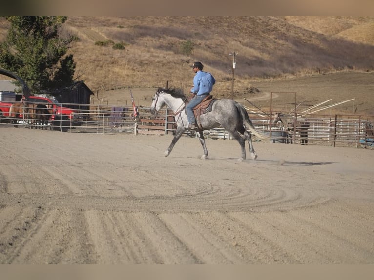 Mustang (americano) Castrone 5 Anni 163 cm Grigio pezzato in King City CA