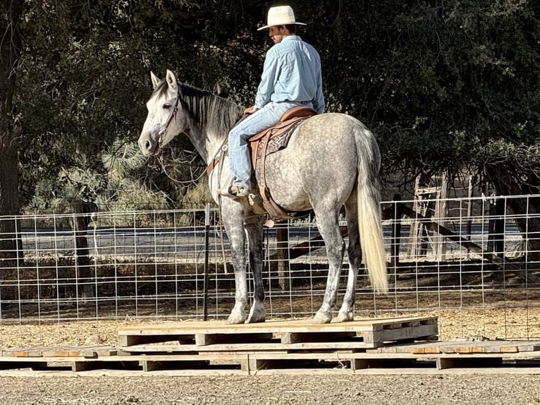 Mustang (americano) Castrone 5 Anni 163 cm Grigio pezzato in King City CA