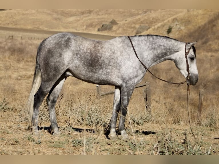 Mustang (americano) Castrone 5 Anni 163 cm Grigio pezzato in King City CA