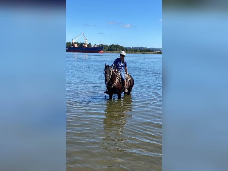 Mustang (americano) Castrone 6 Anni 147 cm Morello in Weatherford, TX