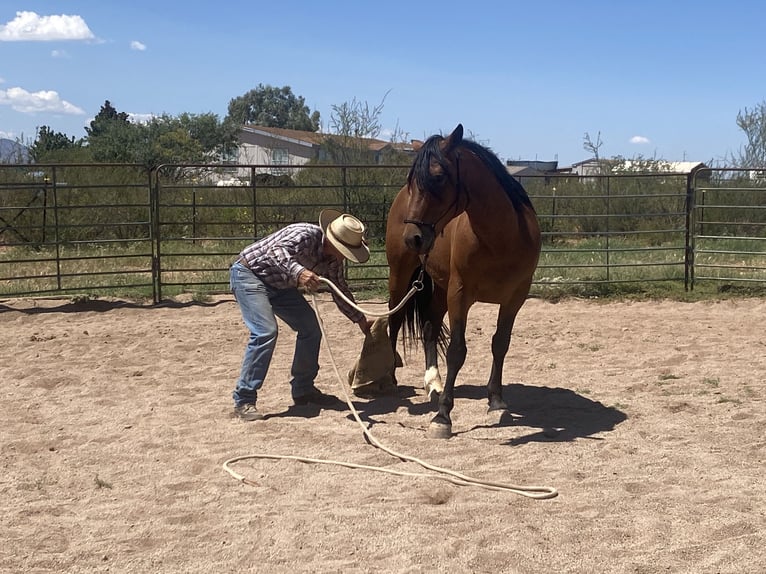 Mustang (americano) Castrone 6 Anni 152 cm Baio in Sierra Vista, Arizona