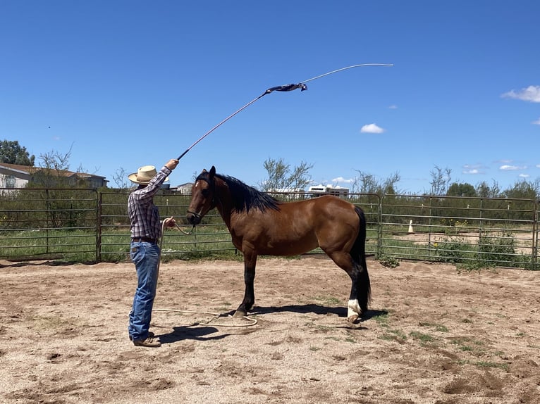 Mustang (americano) Castrone 6 Anni 152 cm Baio in Sierra Vista, Arizona