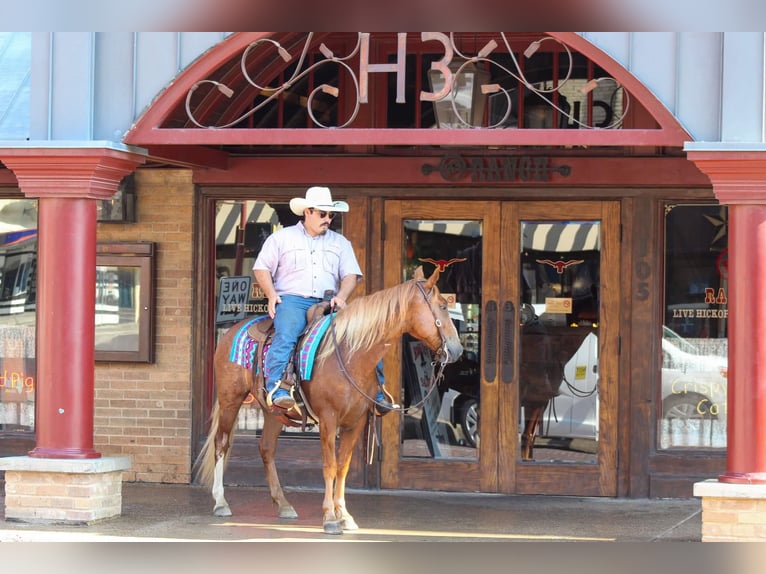 Mustang (americano) Castrone 7 Anni 145 cm Sauro ciliegia in Stephenville TX