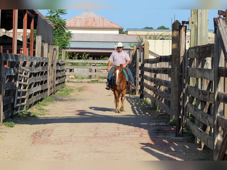 Mustang (americano) Castrone 7 Anni 145 cm Sauro ciliegia in Stephenville TX