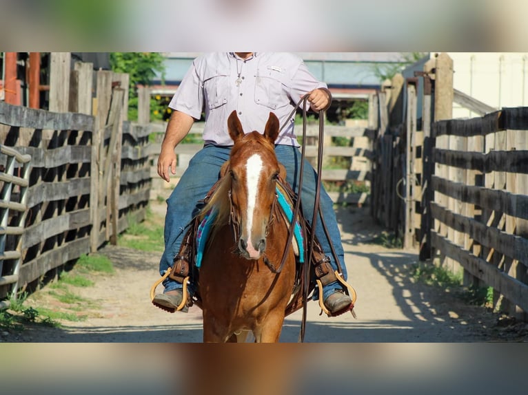 Mustang (americano) Castrone 7 Anni 145 cm Sauro ciliegia in Stephenville TX