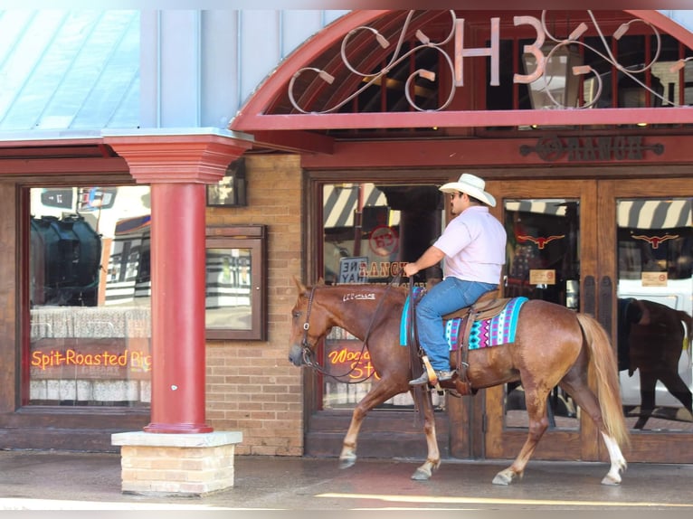 Mustang (americano) Castrone 7 Anni 145 cm Sauro ciliegia in Stephenville TX