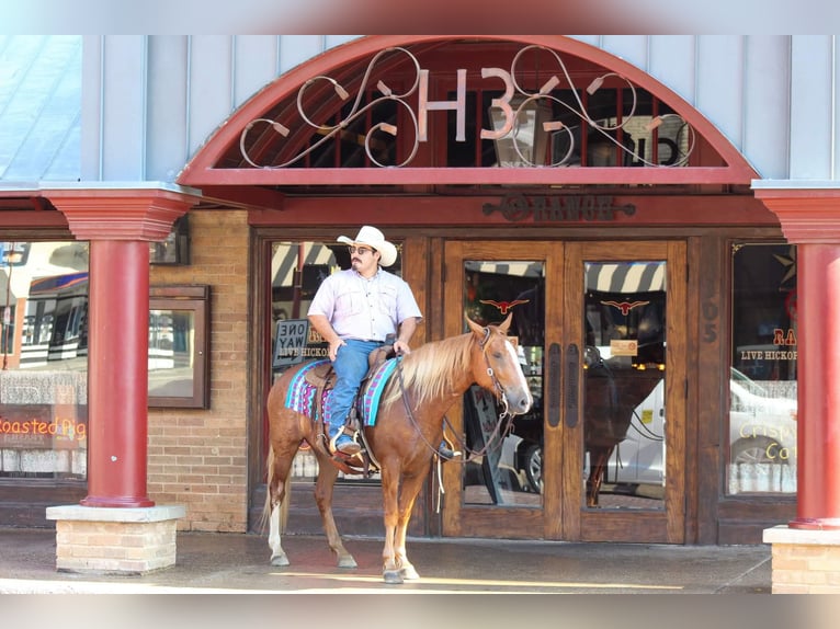 Mustang (americano) Castrone 7 Anni 145 cm Sauro ciliegia in Stephenville TX