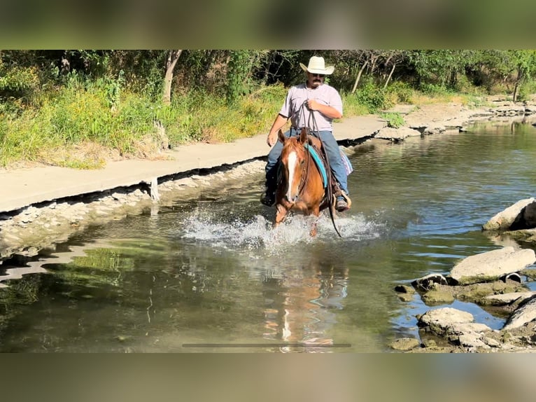 Mustang (americano) Castrone 7 Anni 145 cm Sauro ciliegia in Stephenville TX