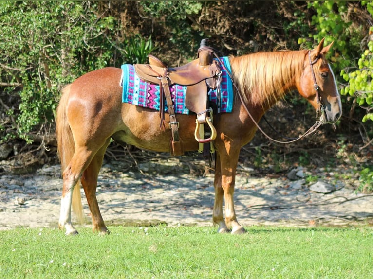 Mustang (americano) Castrone 7 Anni 145 cm Sauro ciliegia in Stephenville TX