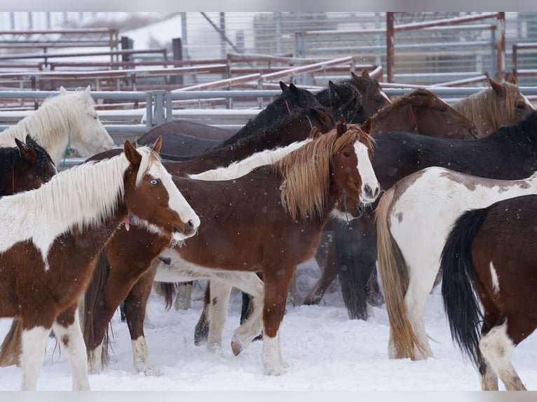 Mustang (americano) Castrone 9 Anni 150 cm Sauro in Taunusstein