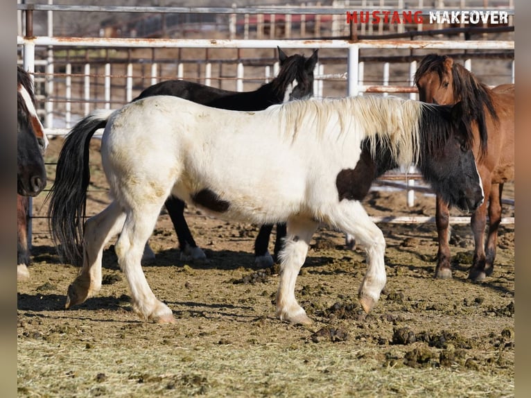 Mustang (americano) Giumenta 10 Anni 145 cm Pezzato in Taunusstein