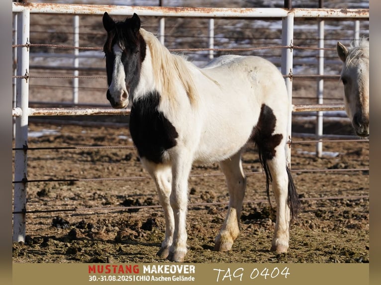 Mustang (americano) Giumenta 10 Anni 145 cm Pezzato in Taunusstein