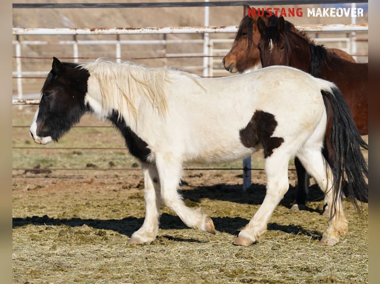 Mustang (americano) Giumenta 10 Anni 145 cm Pezzato in Taunusstein