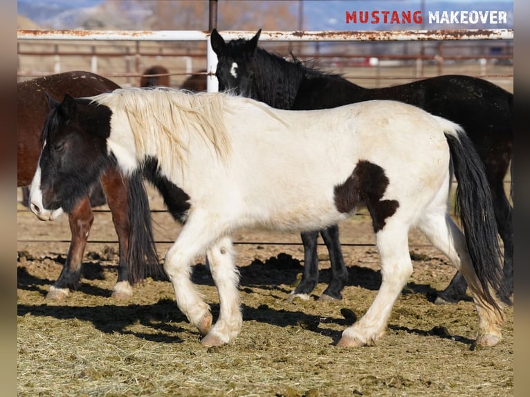 Mustang (americano) Giumenta 10 Anni 145 cm Pezzato in Taunusstein