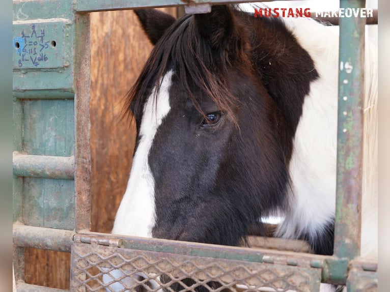 Mustang (americano) Giumenta 10 Anni 145 cm Pezzato in Taunusstein