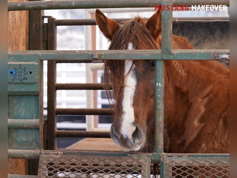 Mustang (americano) Giumenta 10 Anni 152 cm Falbo in Taunusstein