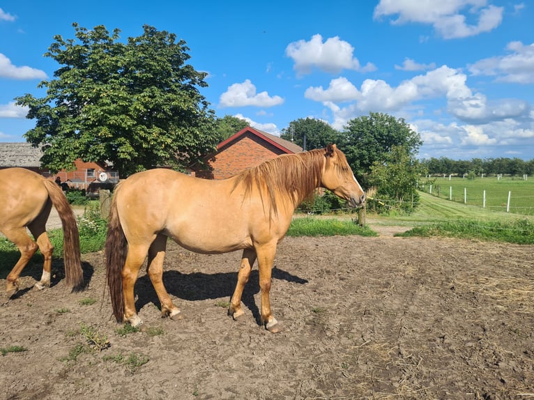 Mustang (americano) Giumenta 10 Anni 155 cm Red dun in Kalkar