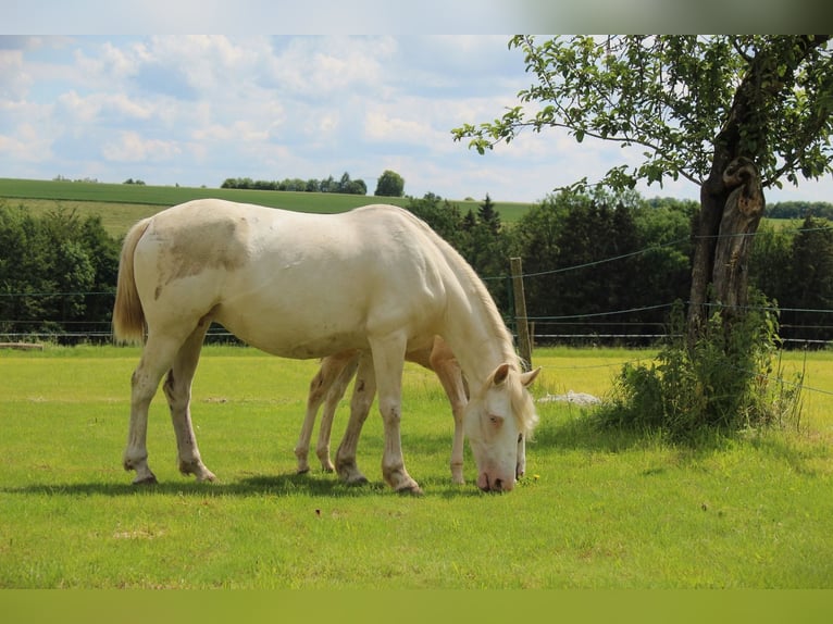 Mustang (americano) Giumenta 11 Anni 145 cm Cremello in Kirchheim unter Teck