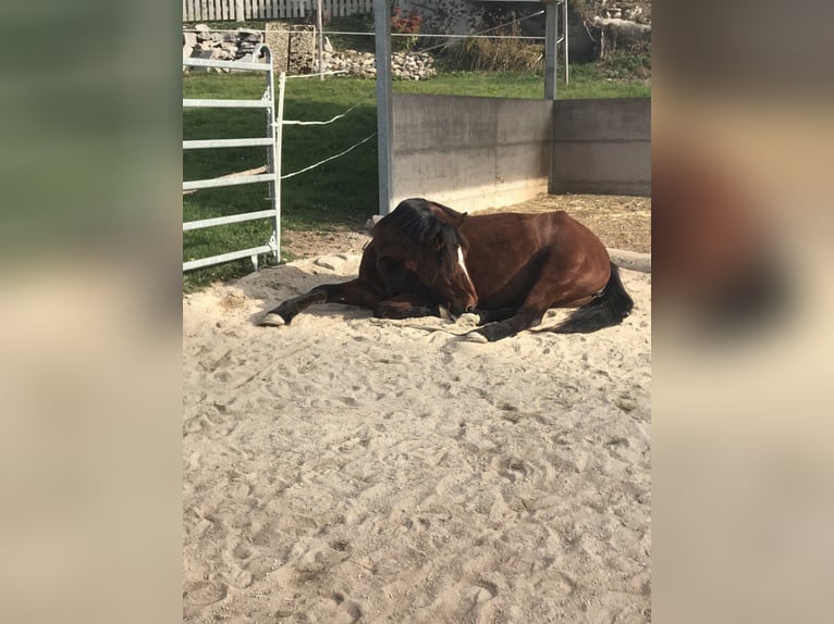 Mustang (americano) Giumenta 11 Anni 150 cm Sauro in Leutkirch im Allgäu