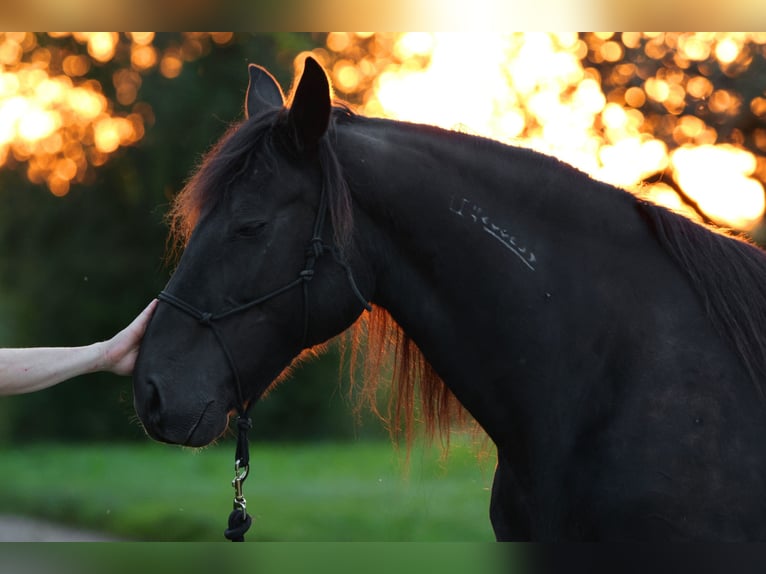 Mustang (americano) Giumenta 11 Anni 157 cm Morello in Kirchheim unter Teck