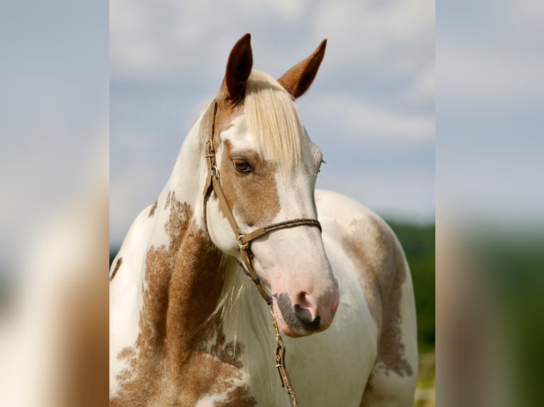 Mustang (americano) Giumenta 13 Anni 147 cm Tovero-tutti i colori in Rietberg